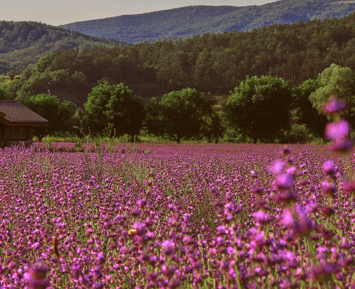 Viva Lavanda